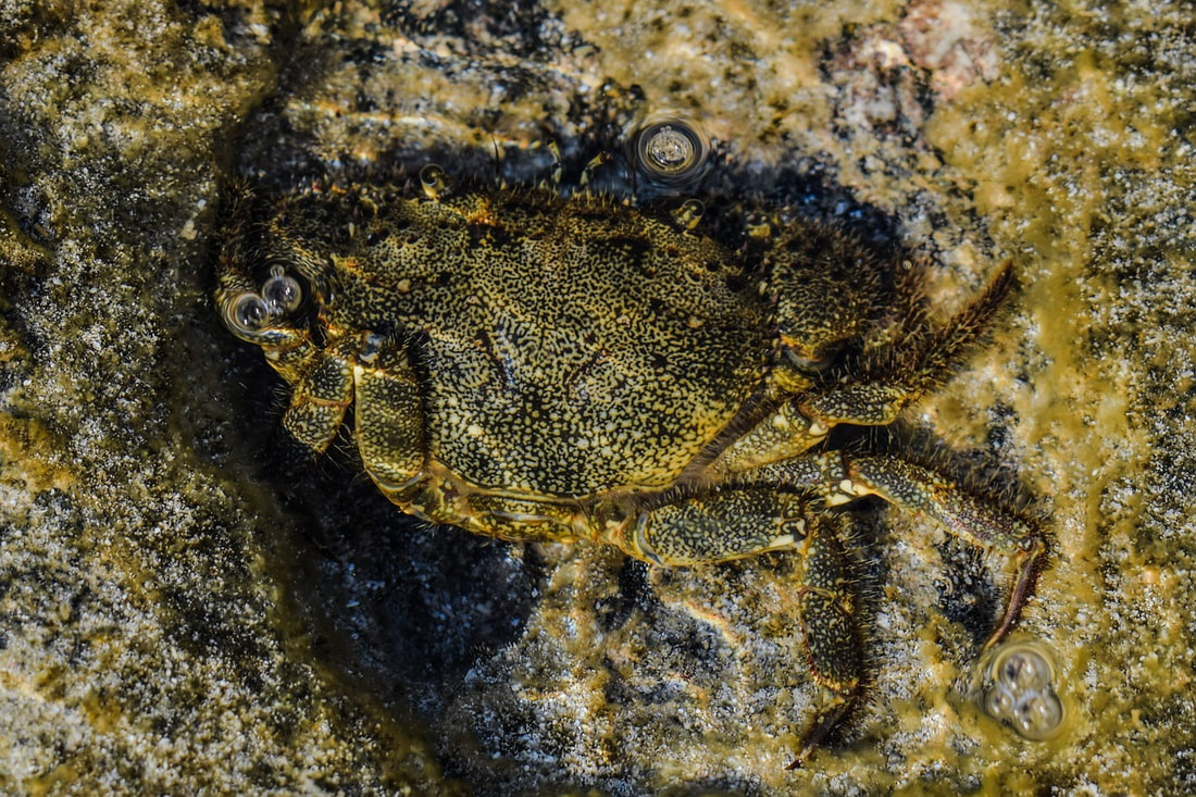 Camouflaged crab