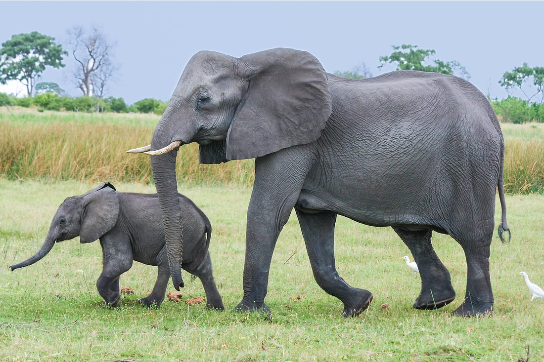Elephant and calf