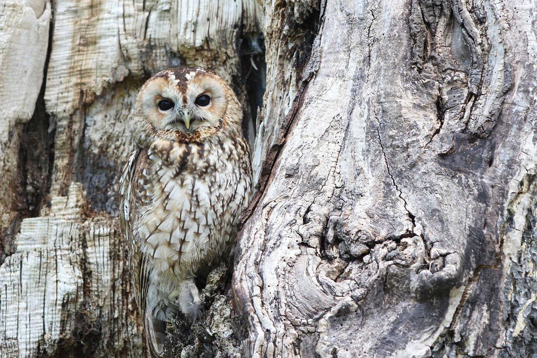 Owl camouflaged in a tree