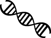 DNA strand - Genetics resources at Inaburra Senior Library