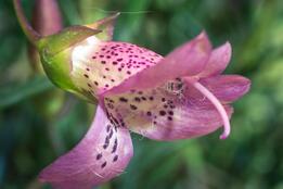 Eremophila maculata flower
