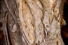 Tea tree bark