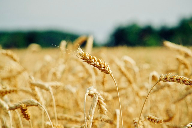 Wheat farming